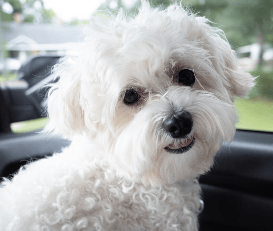 Charlie, a fluffy white Maltipoo with a cheerful expression.