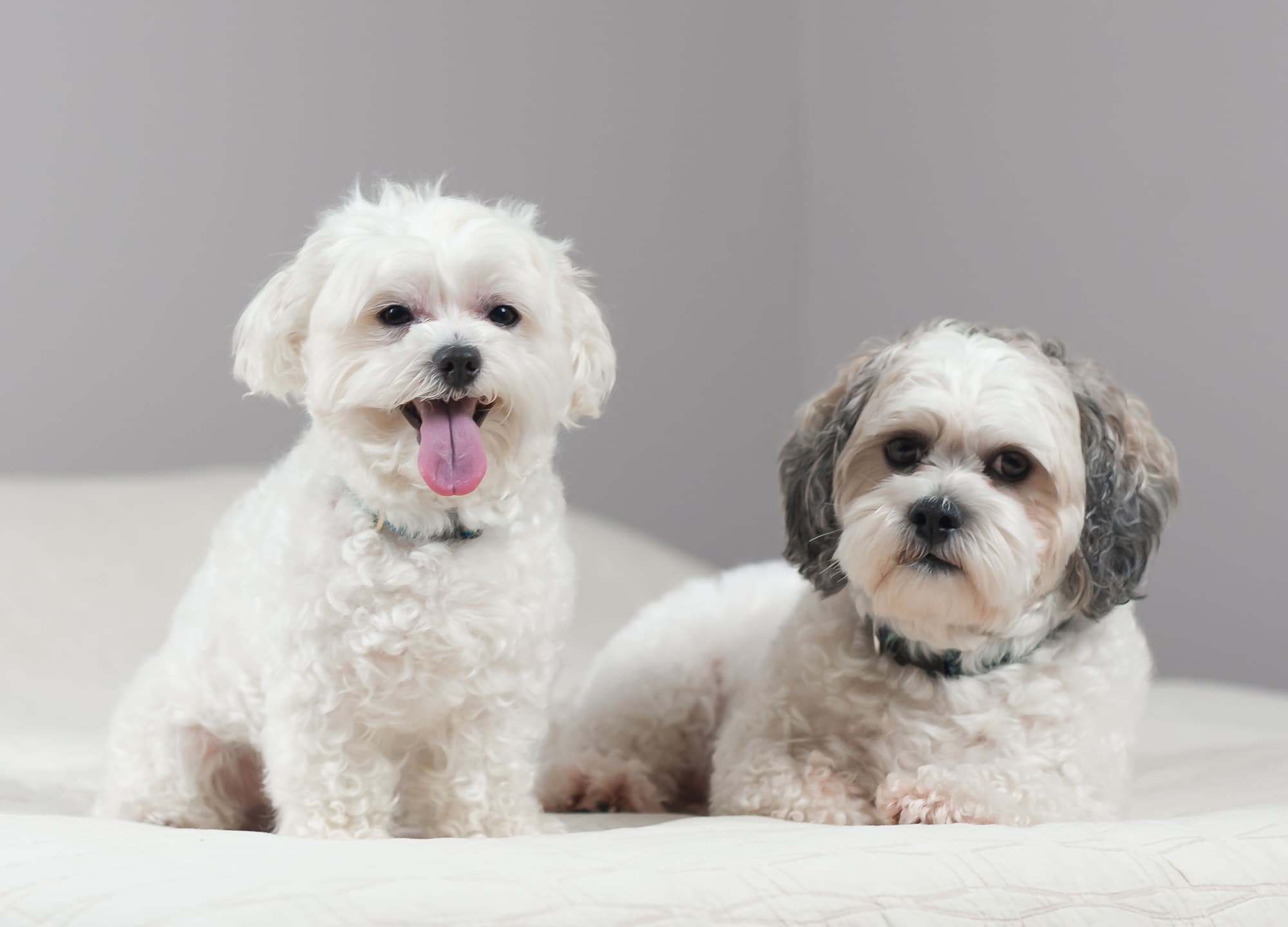 Charlie the Maltipoo and Henry the Shih Tzu–Bichon Frise mix relaxing together on a bed